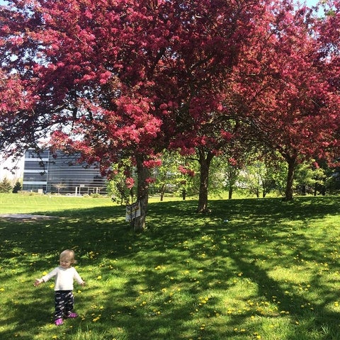 Crab apple trees blossom. On the green lawn, a small child stands