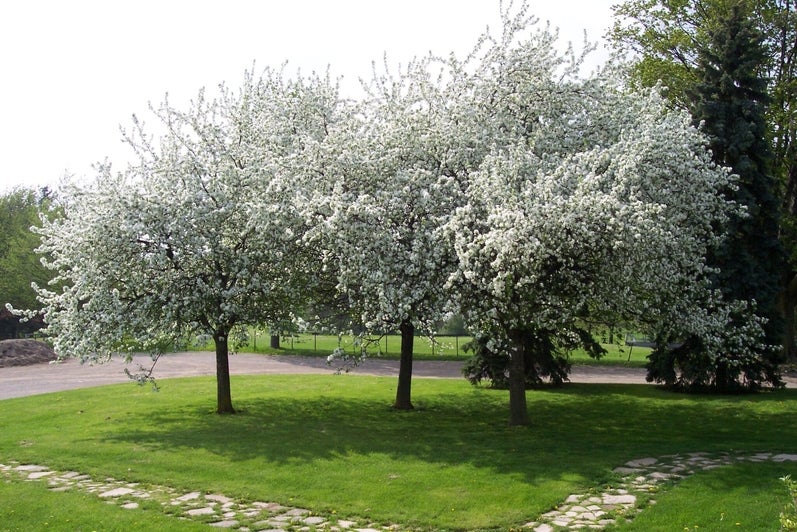 White apple blossoms outside brubacher house