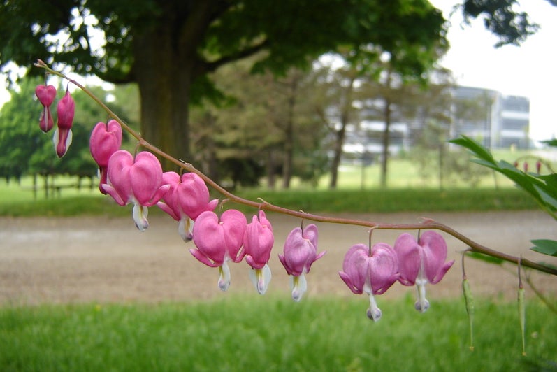 Close up of pink, bleeding heart flowers with north campusin the background.