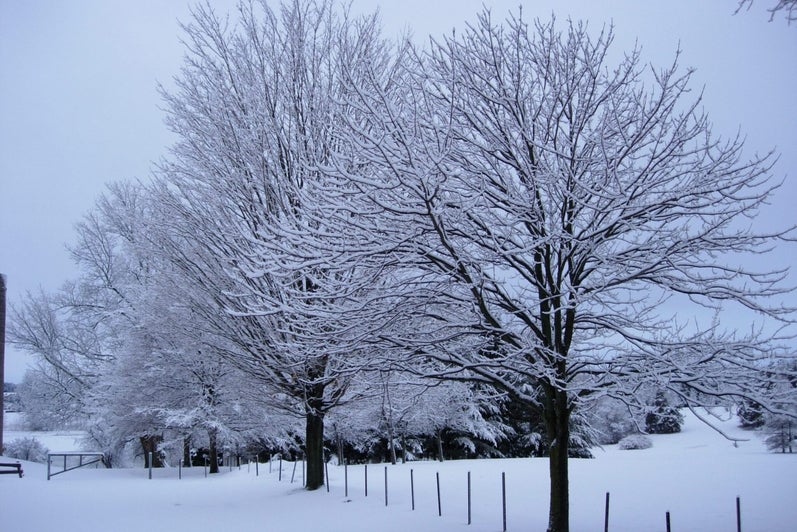 Trees covered in snow in winter