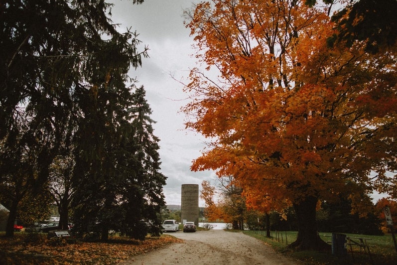 Pine and maple trees during fall, the silo sits on the horizon.