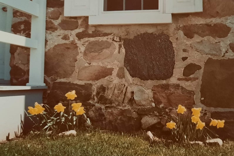 Daffodils in the garden, vintage photo.