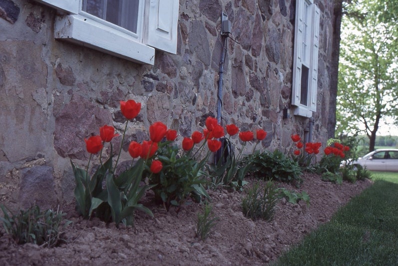 Red tulips grow outside of Brubacher House