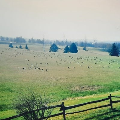 Canada geese on soccer fields at Brubacher House, 1993.