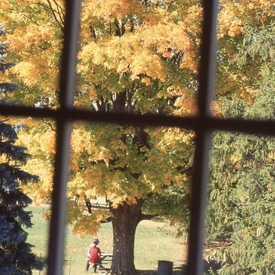 A view through a paned window to a large tree outside Brubacher House in fall. Someone sits under it. 