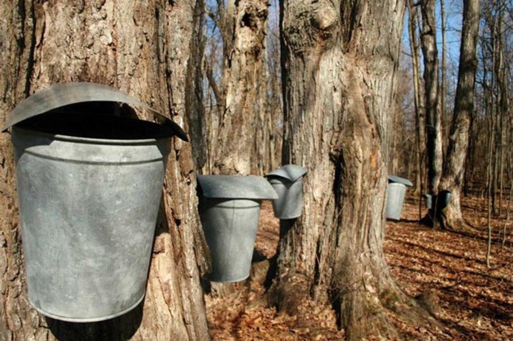 Sap buckets on maple trees