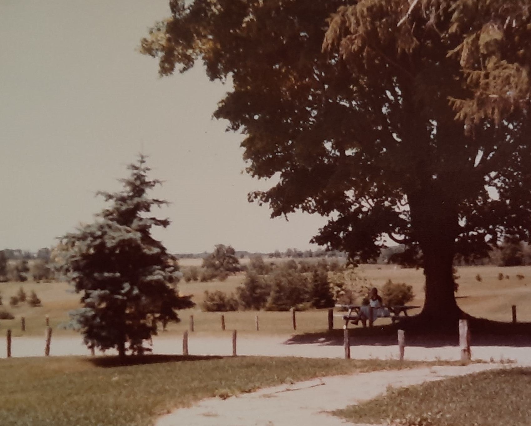 vintage photo of the golf course outside brubacher house 1982