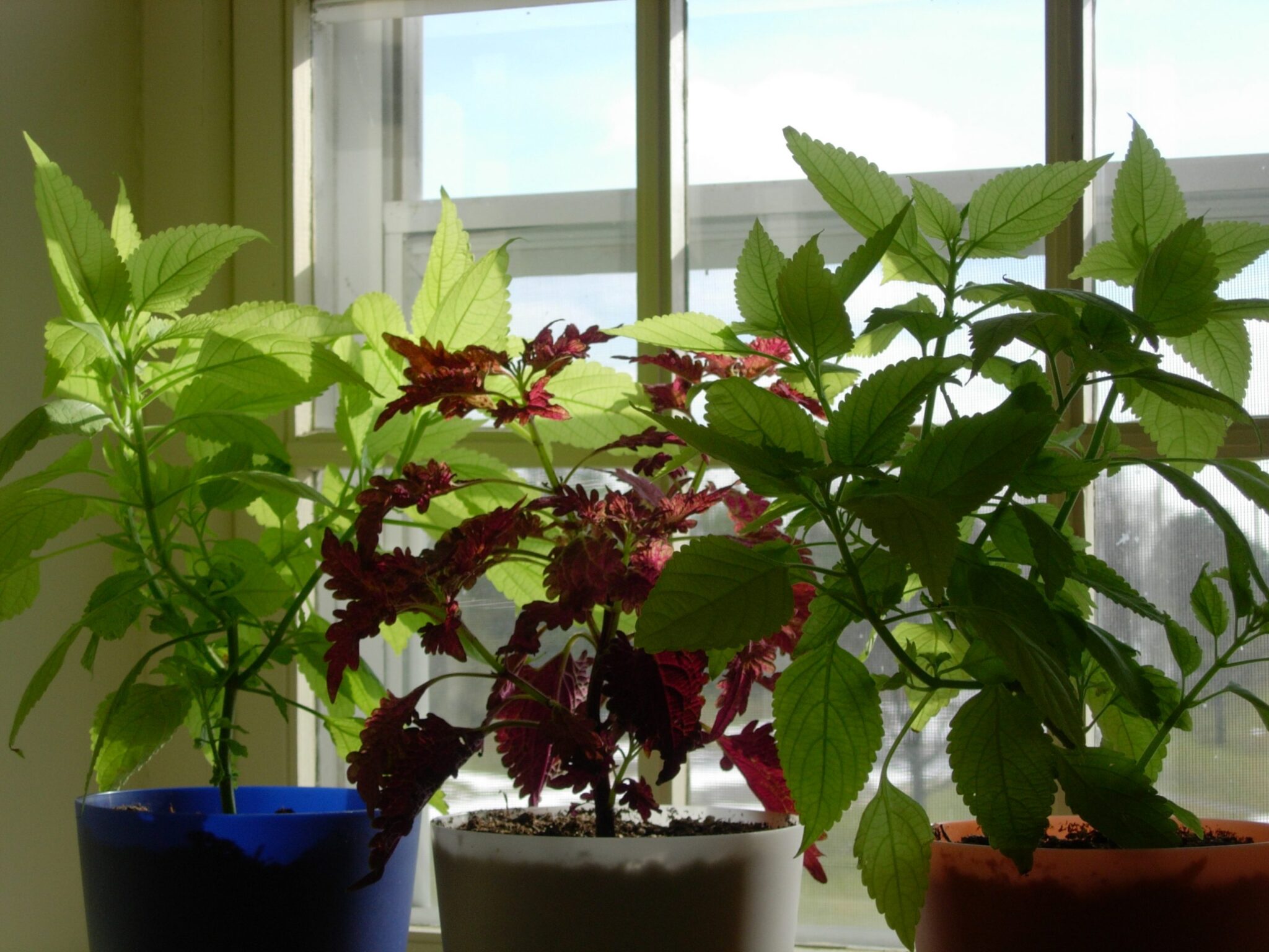 Three kitchen herbs grow large in the kitchen window