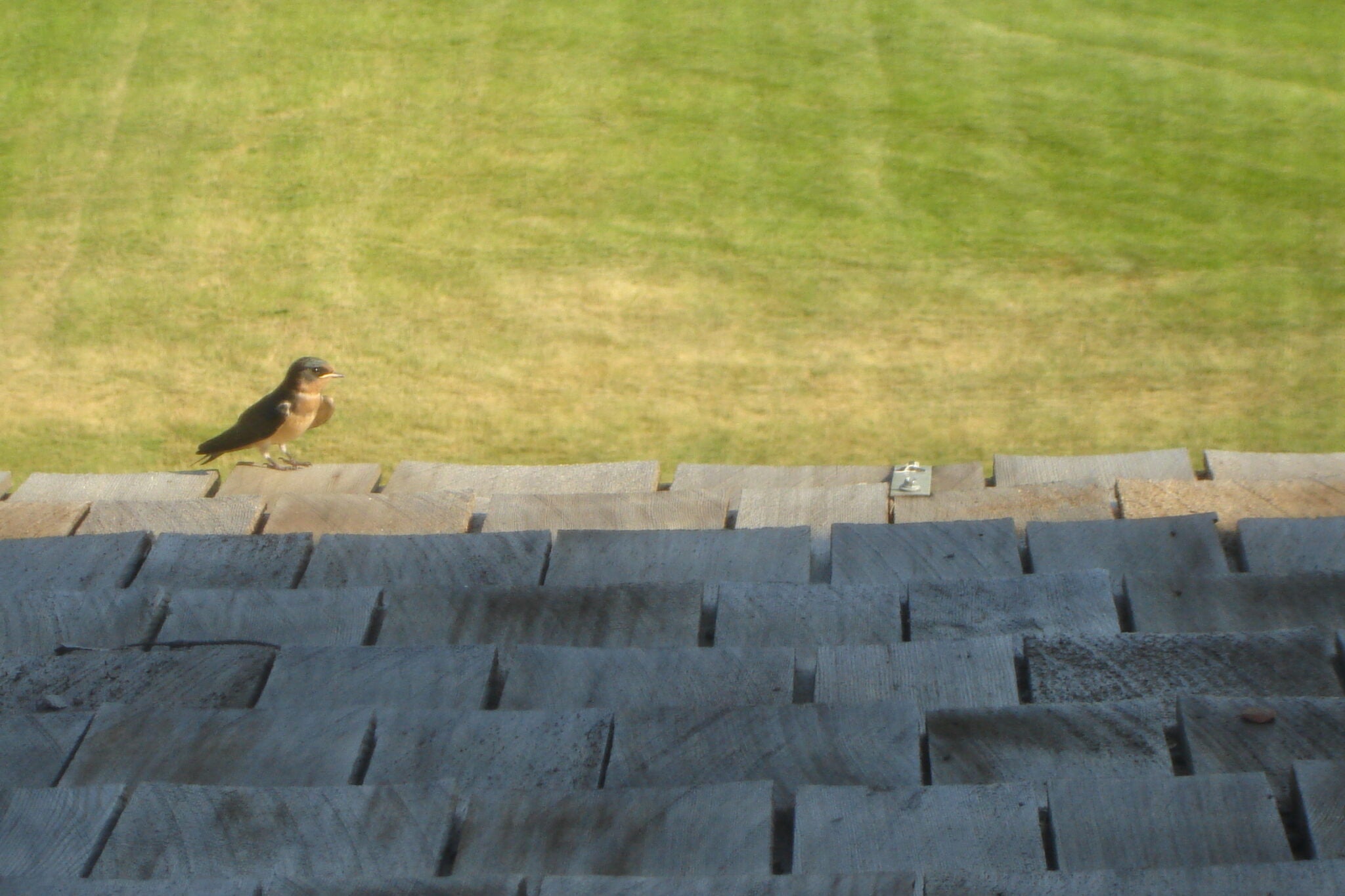 A swallow stands on the cedar tiles that make up the Brubacher House roof