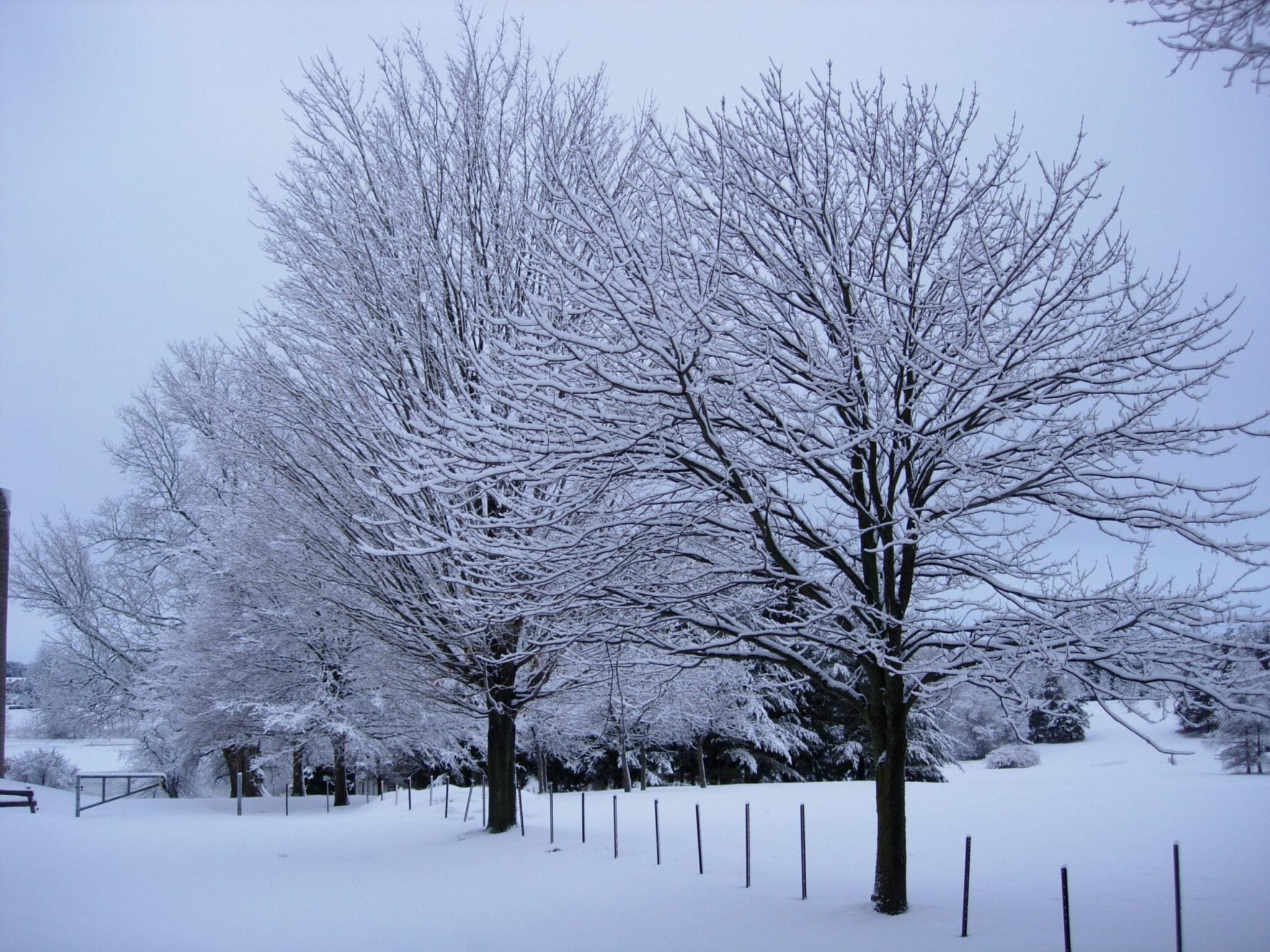 Trees covered in snow in winter
