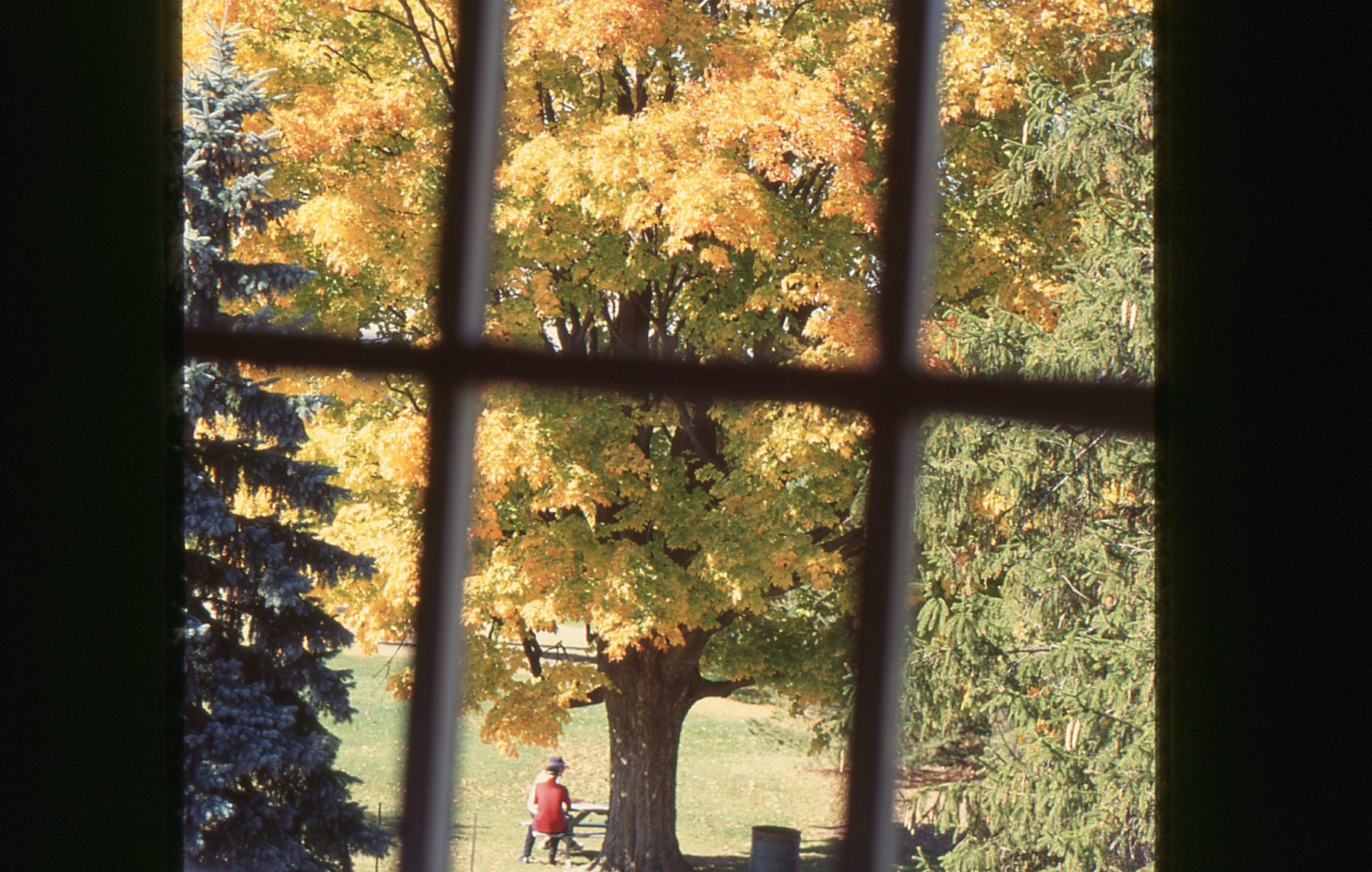 A view through a paned window to a large tree outside Brubacher House in fall. Someone sits under it. 