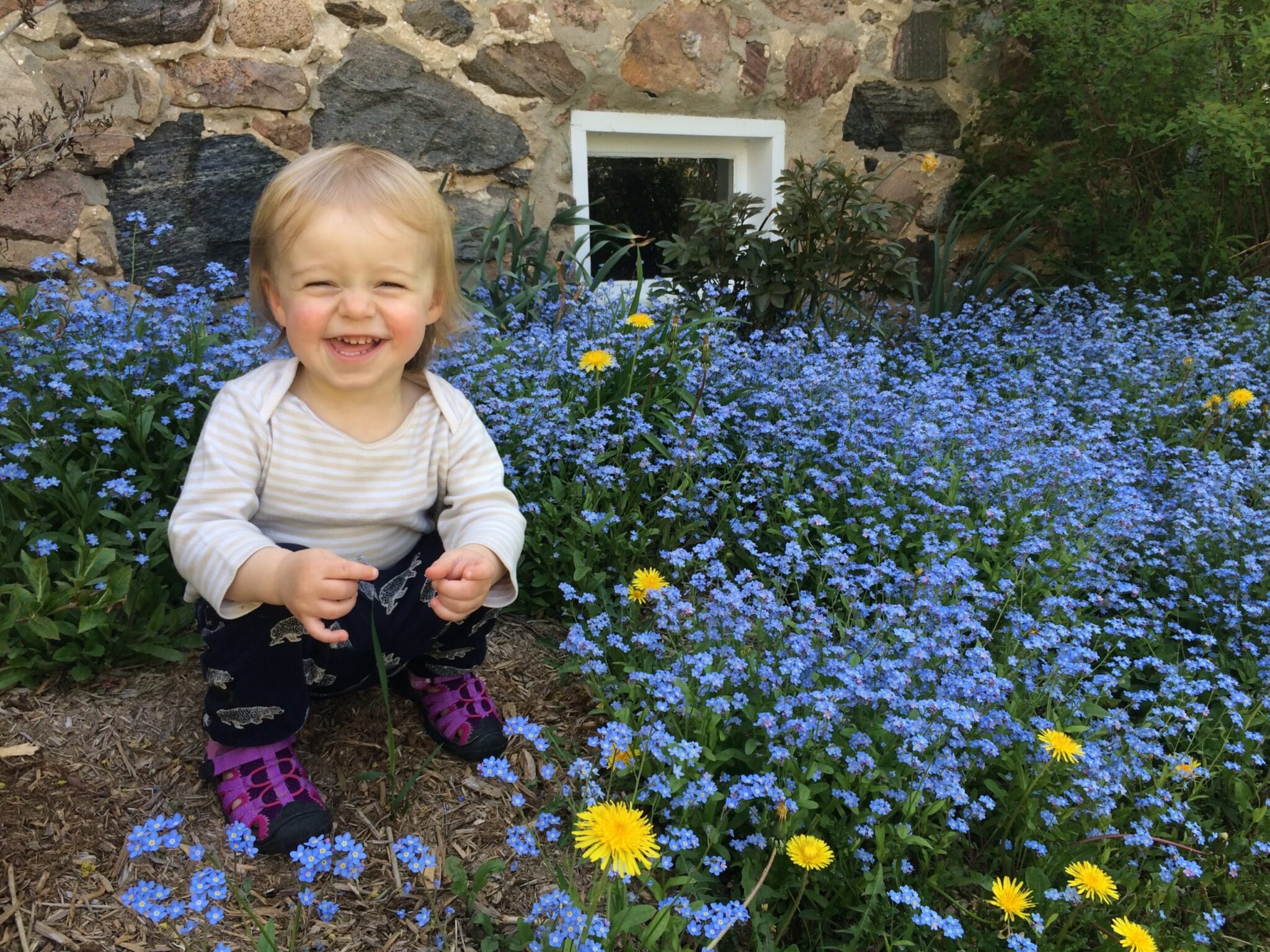 Oran Enns with the forget-me-nots in bloom, May 2021. 