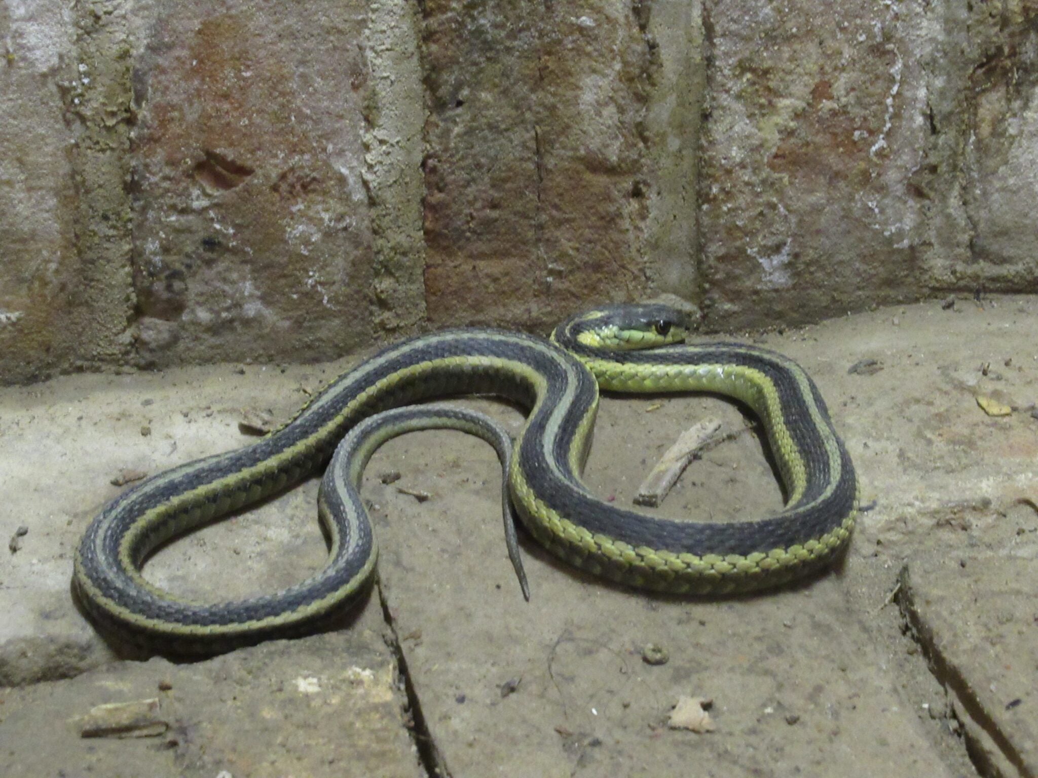 A garter snake on the stone floor of Brubacher House