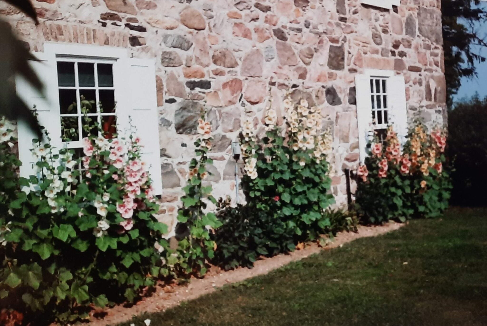 tall flower beds beside the stone wall of Brubacher House
