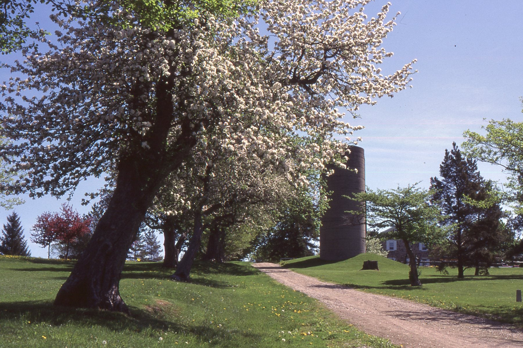 A large apple tree in bloom, with the silo in the background