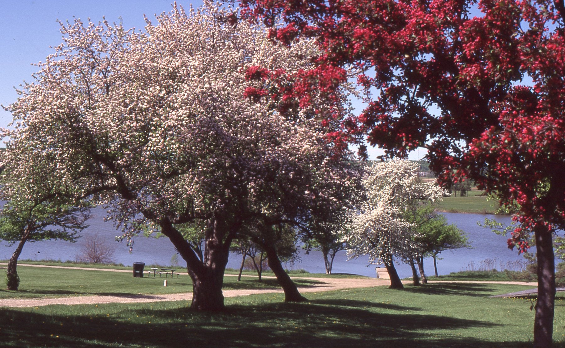 Trees in bloom, colombia lake in the background