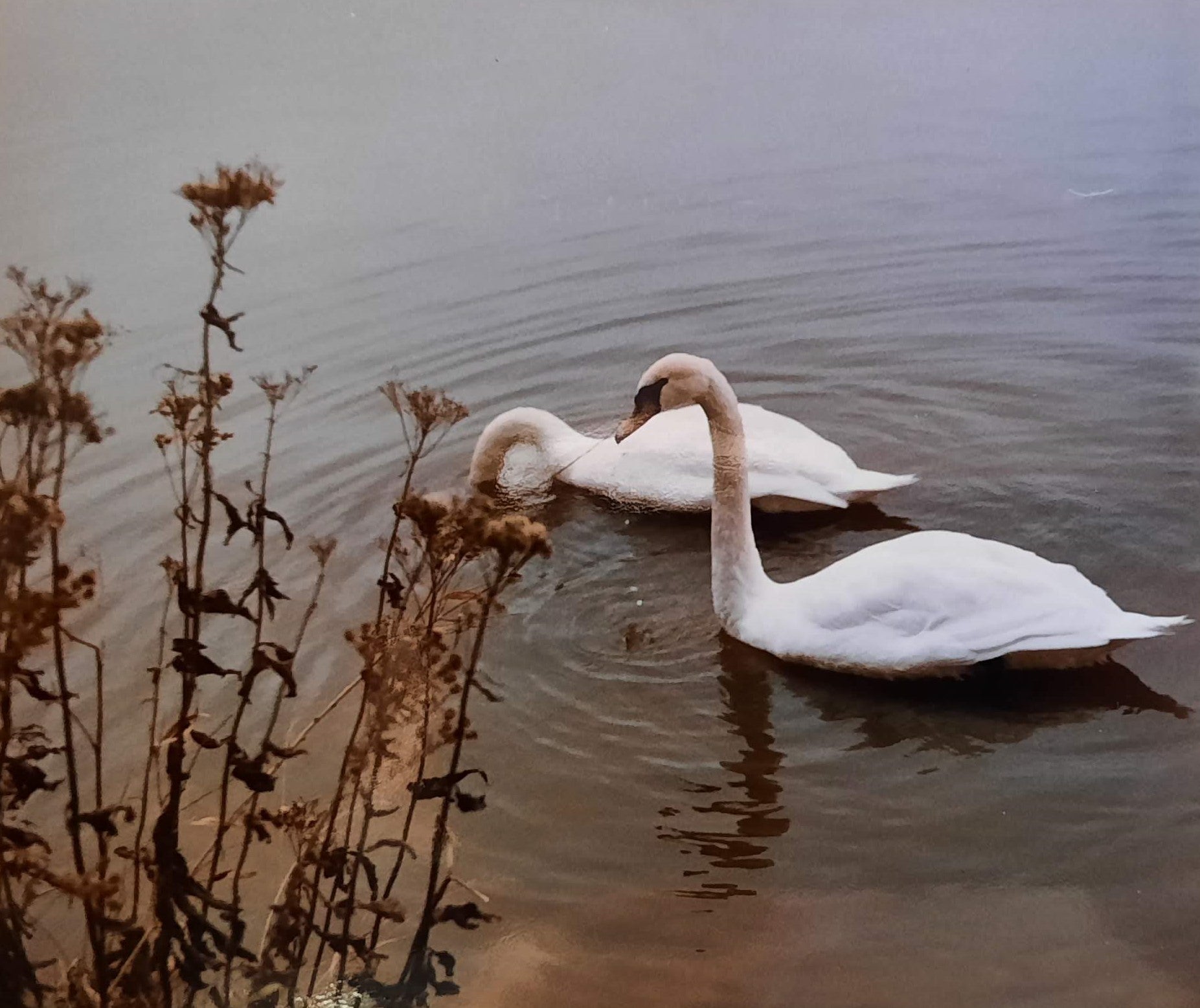Two swans in the water of Colombia Lake