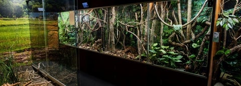 reptile aquarium