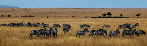 zebras in an open field
