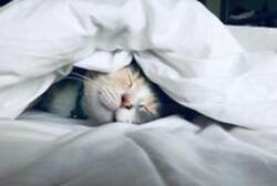 A cat asleep under sheets