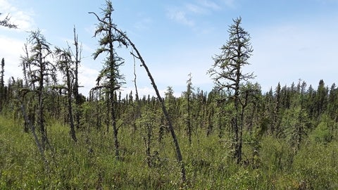 A poor fen in the summer