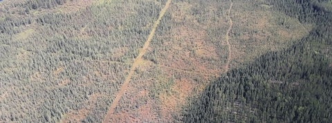 Aerial view of seismic lines criss-crossing a peatland complex