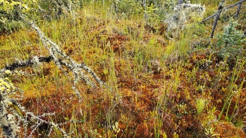 Peatland vegetation