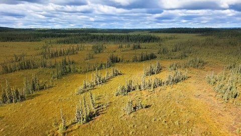 A fen from the air