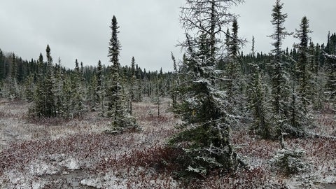 A poor fen in the winter