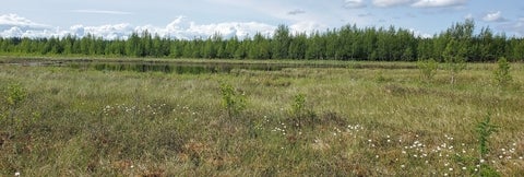 A restored peatland