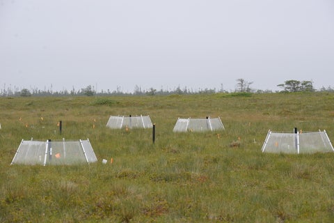 Open top chambers in a peatland