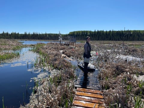 A researcher standing on the boardwalk in a peatland