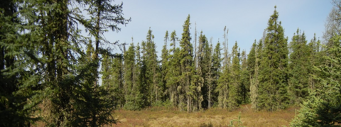 Featured image shows springtime in a natural peatland in Alberta.