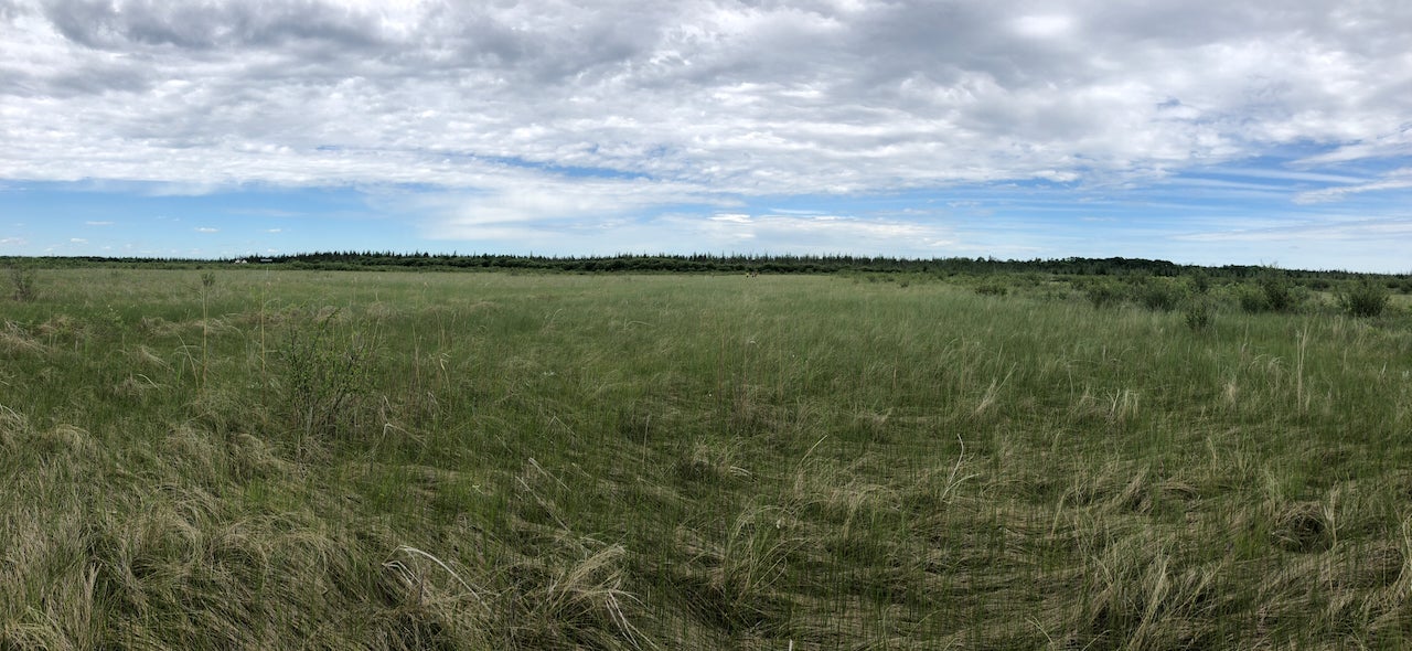 Rewetted Fen in Manitoba