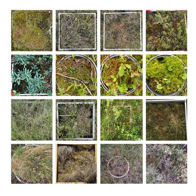Example of the types of plots used within The PeatPic Project. Photo credit: Scott J. Davidson