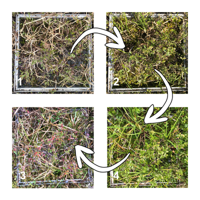 Example of how plot-level peatland vegetation communities can change colour of the growing season. Photo credit: Scott J. Davidson