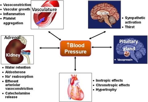 Blood pressure impacts on different body functions: Vaculature, Adrenal (kidney), Brain, Pituitary gland, and the Heart itself.