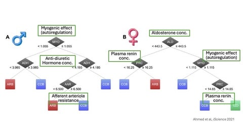 A flowchart illustrating sex-specific decision trees for antihypertensive drug choice based on physiological parameters. Published by Ahmed et al, Science 2021.