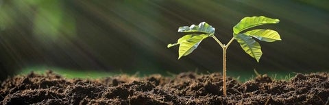 seedling in dirt