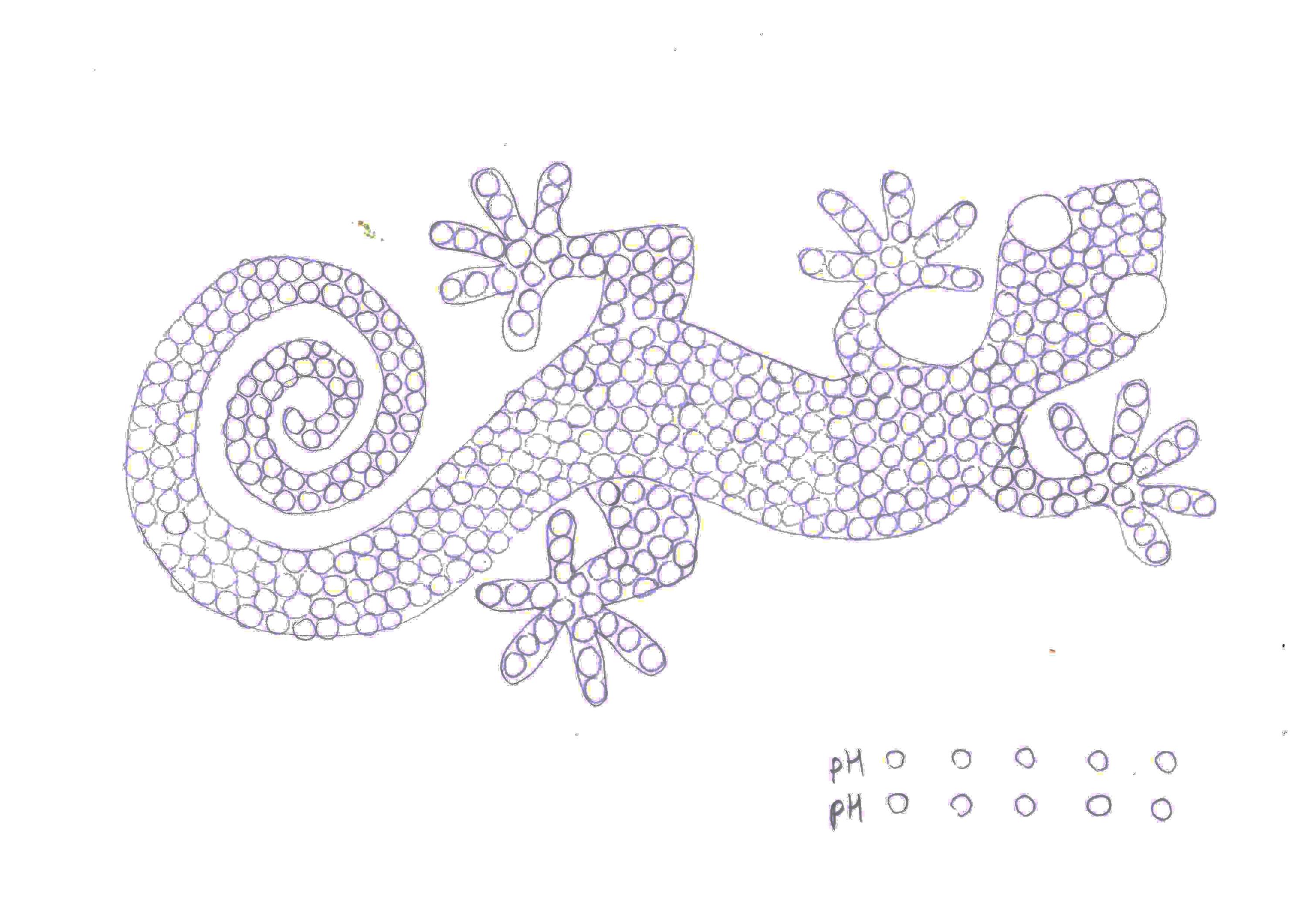 A hand-drawn template of a lizard.