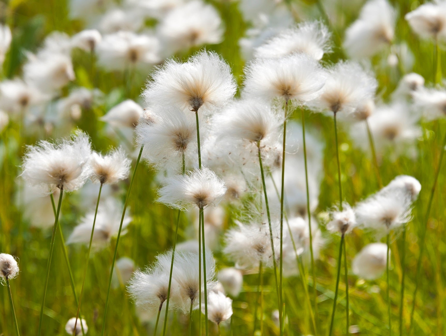 Figure 11. Details in caption.