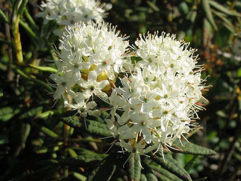 Bog Labrador tea in flower.(sp. Rhododendron groenlandicum).