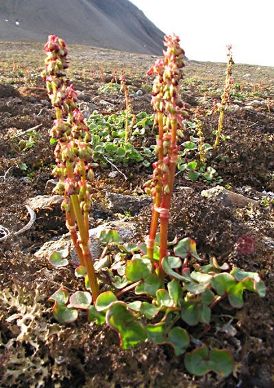 Figure 3. Details in caption.