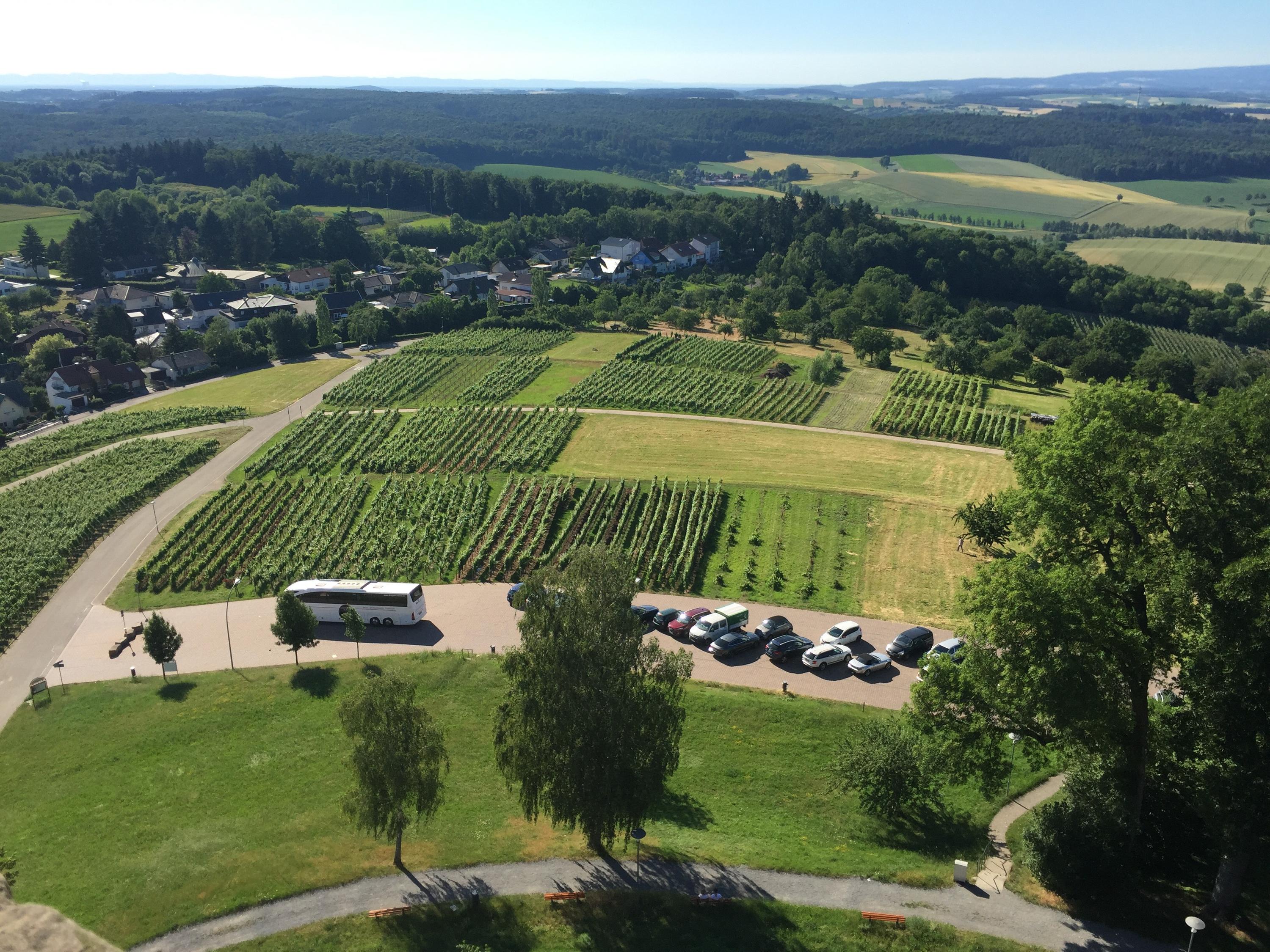wine fields in Germany 
