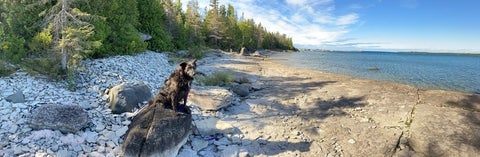 Dog on a lake shore