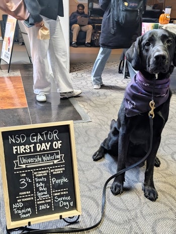 Service dog posing for a photo
