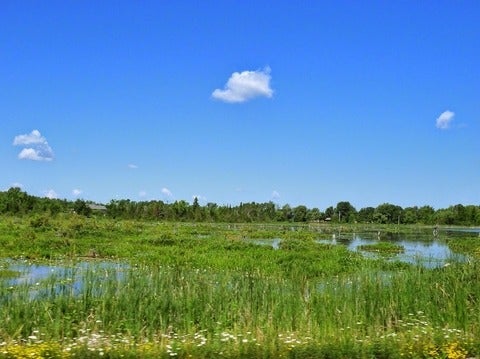 wetland-in-durham-ontario