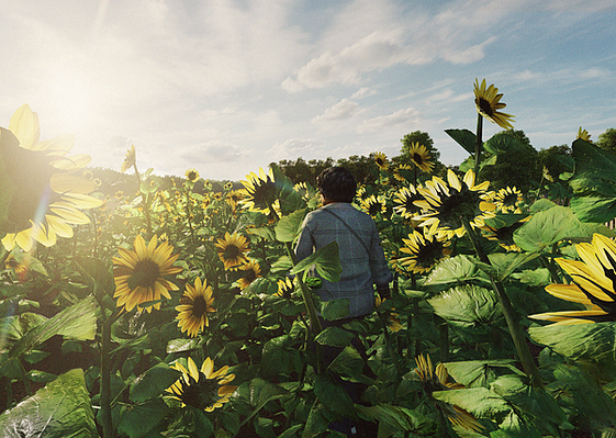 Person walks through field of sunflowers
