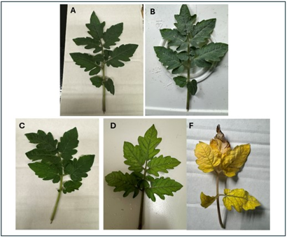 Photos of leaves in chlorophyll trial after inoculation with Pseudomonas and Fusarium
