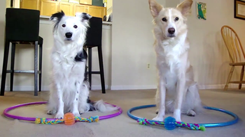 Two dogs standing in hula-hoops.